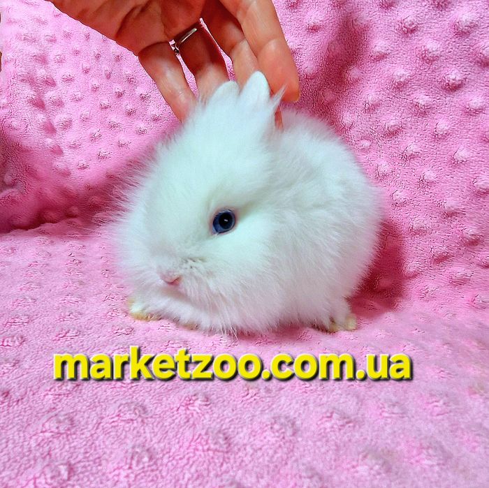 Міні кролик Lionhead біленька дівчинка міні карликовые кролики карлико