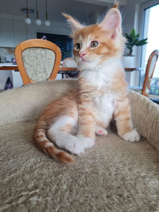 Maine coon Kocurek Astro