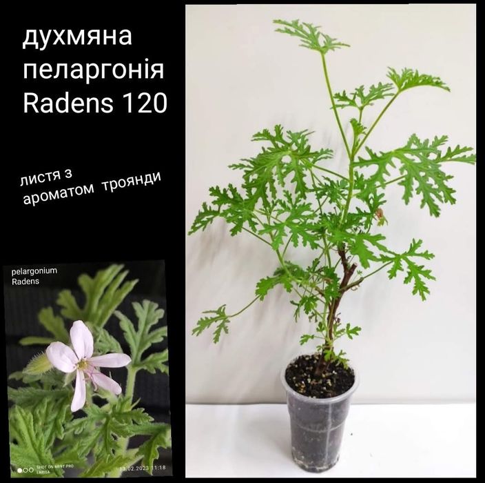 Цеструм ноктюрнум желтый, саркококка пеларгония жасмин