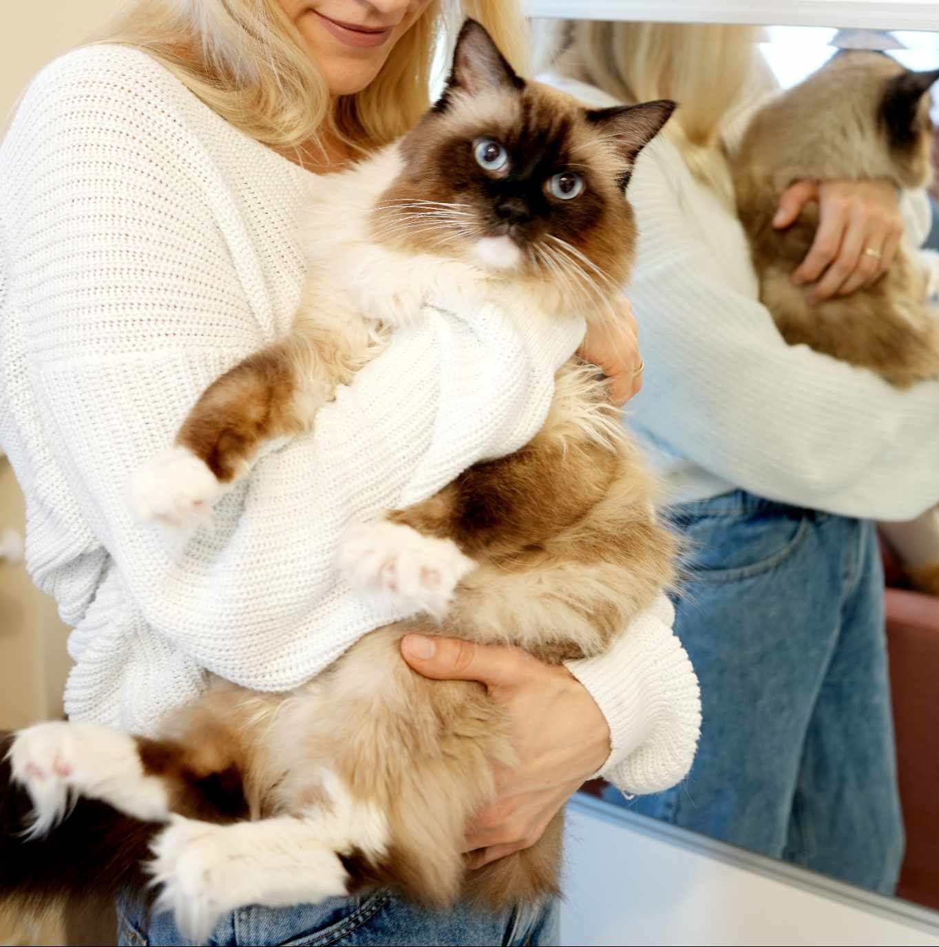 Oferta krycia reproduktor National Champion ragdoll WCF