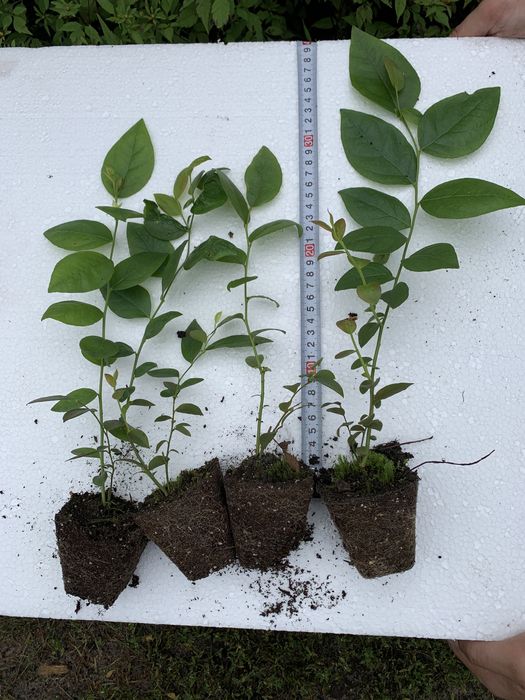 САДЖАНЦІ ЛОХИНИ ОПТОМ (голубика, борувка, чорниця)