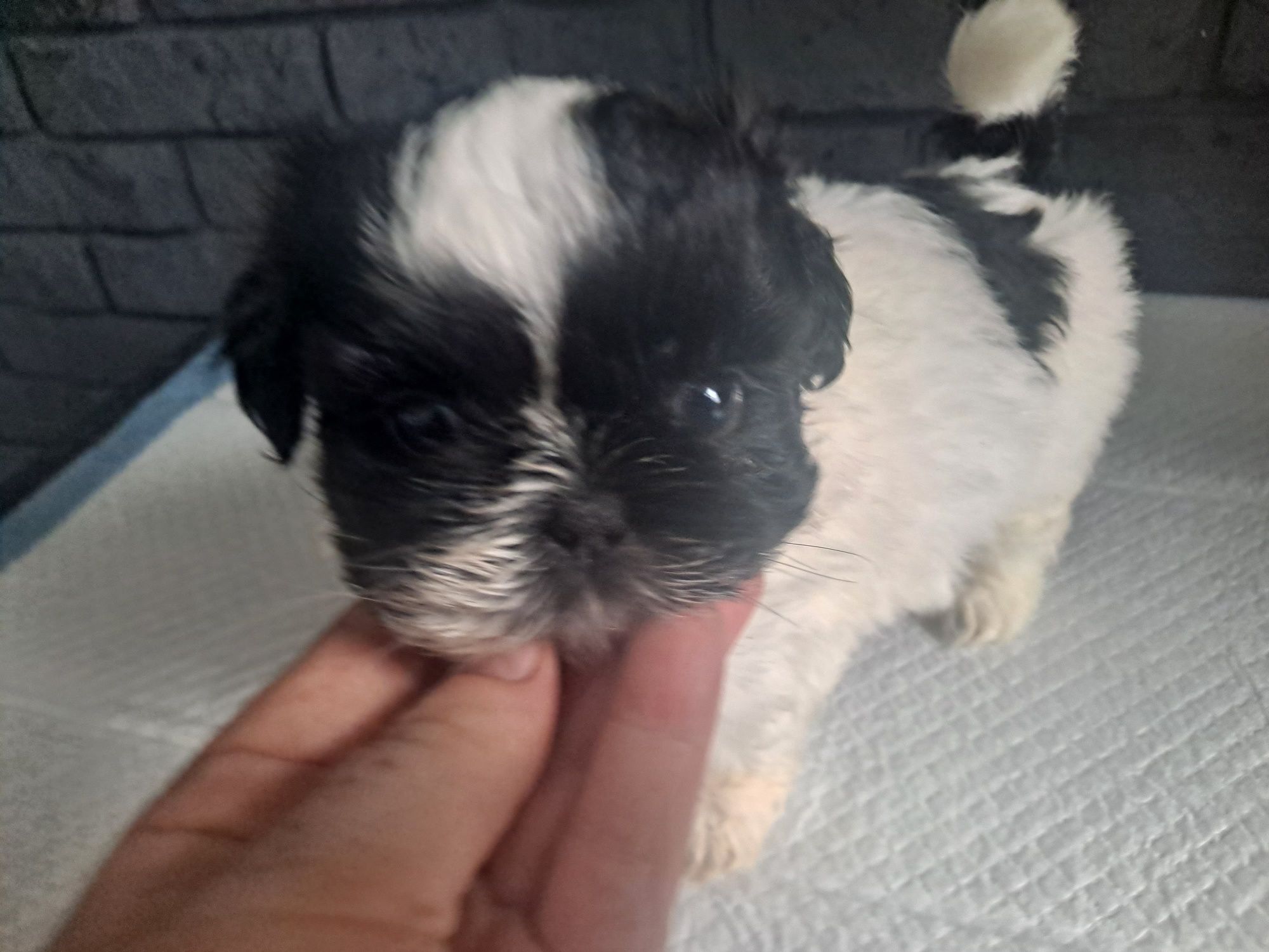 Śliczna Shih tzu z genem czekoladowym.Juz do odbioru.