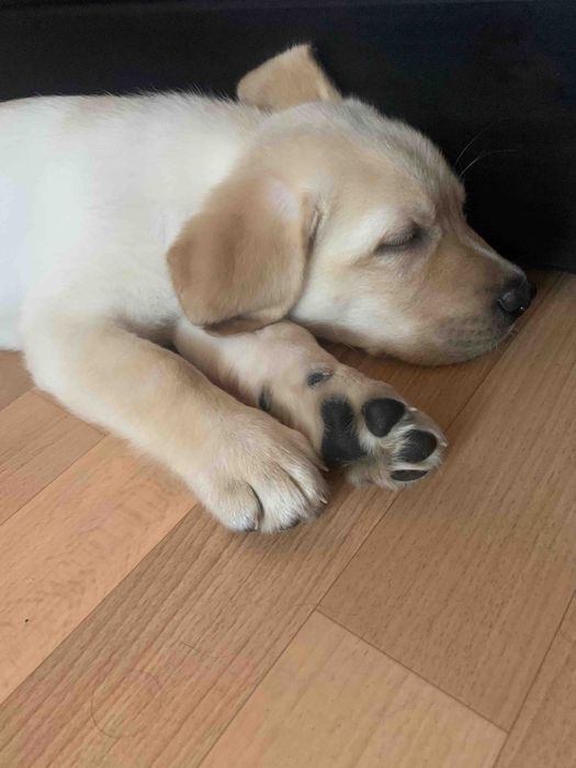 Подрощенные щенки лабрадора