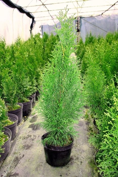 JESIENNA PROMOCJA Tuja Thuja SZMARAGD 60-80 cm doniczka producent