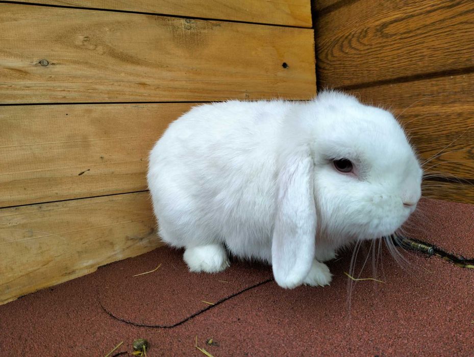 Królik miniaturka mini lop baranek