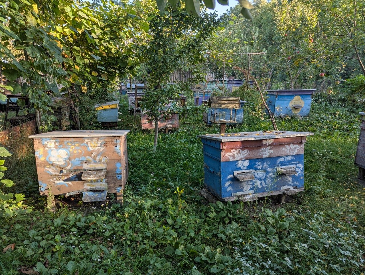 Пасіка. Вулики з бджолами. Вулики пусті.