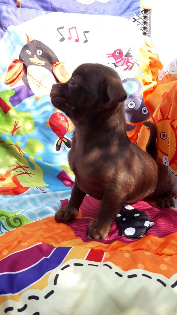 Chihuahua suczka czekoladowa wyjątkowa
