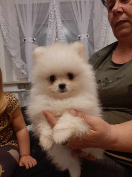 Szpic miniaturowy pomeranian chlopak