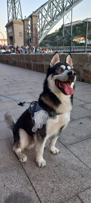 Husky com 3 aninhos para adopção