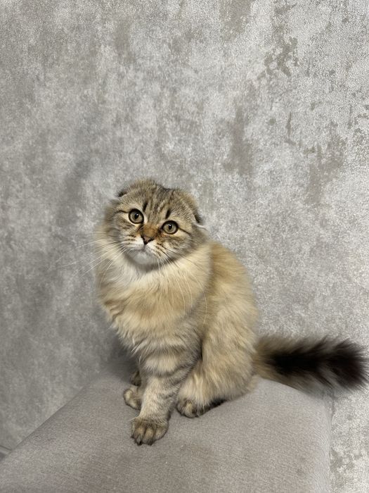 Котенок британець висловухий