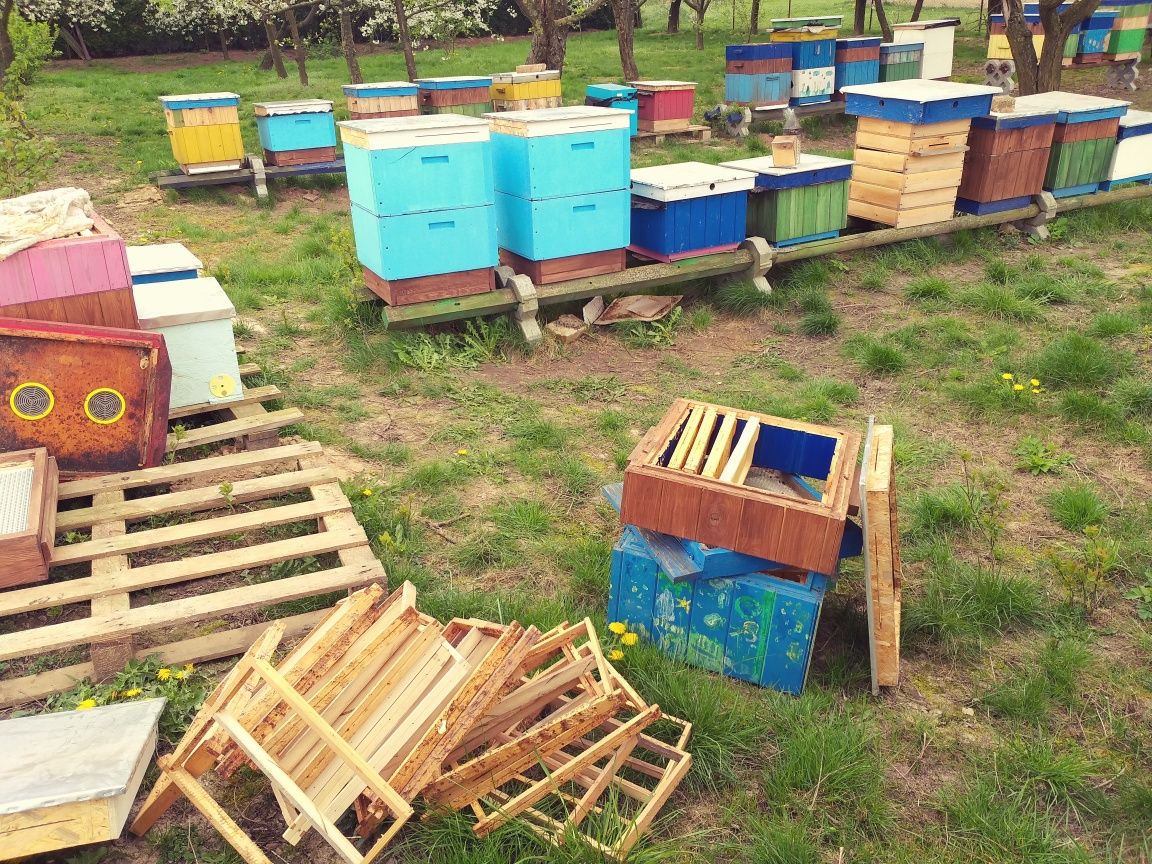 Odkłady pszczele. Pszczoły