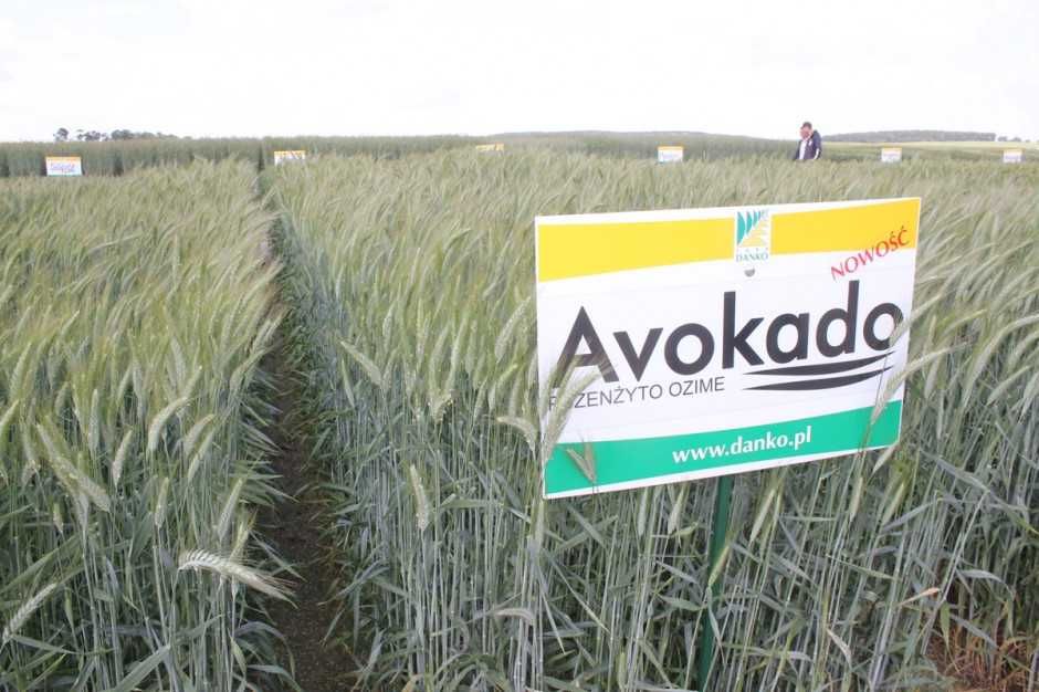 Pszenżyto Ozime-Avokado