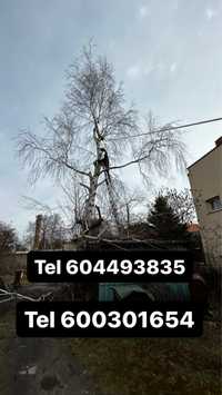 Wertykulacja Tania Wycinka drzew gałęzi przycinanie wywoz galezi