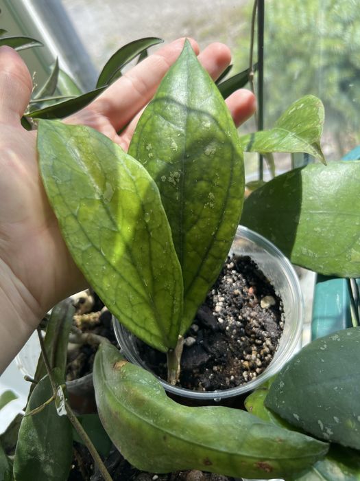 Hoja hoya Germany pa la u