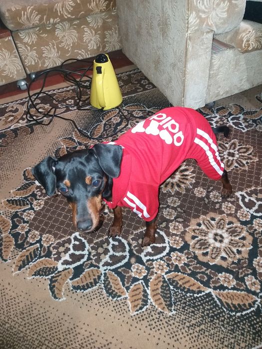 Костюм adidog для собак
