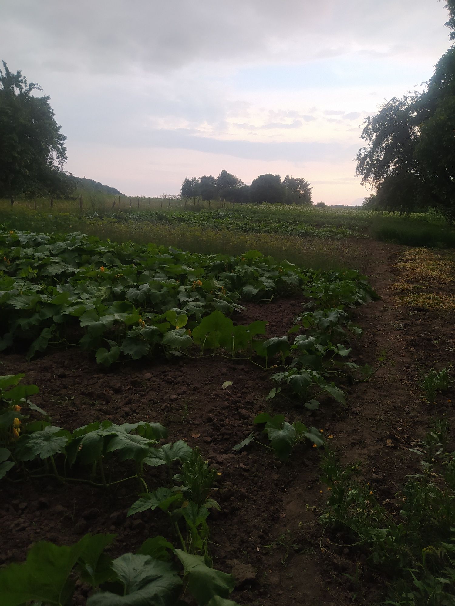 Продам будинок с. Тарасівка, Зіньківський район, Полтавська обл.