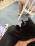Dou um gato 7 meses