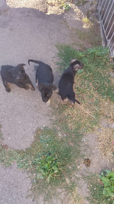 Продам щенків німецькі вівчарки