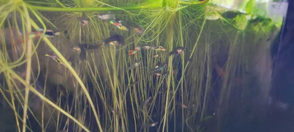 Guppys Juvenis e adulltos