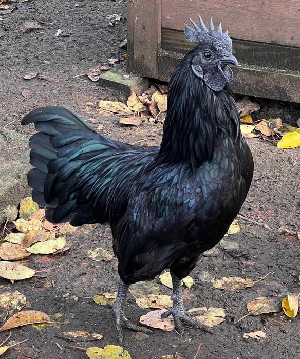 Ayam Cemani para