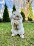 MINI LOP 100% Czysta Rasa z WYPRAWKĄ I KSIĄŻECZKĄ Malutkie Króliczki