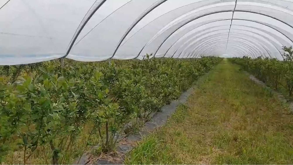 Tunel foliowy EkoTunele do upraw Robimy także nietypowe tunele foliowe