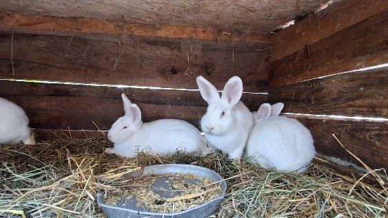 Królik nowozelandzki