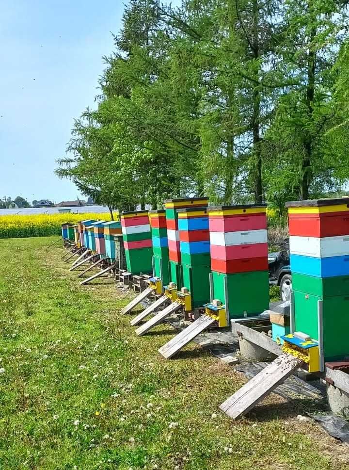 Sprzedam odkłady pszczele!