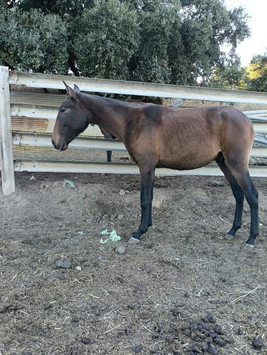 Vendo poldro lusitano