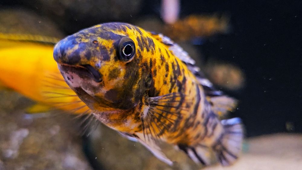 Labeotropheus trewavase chilumba