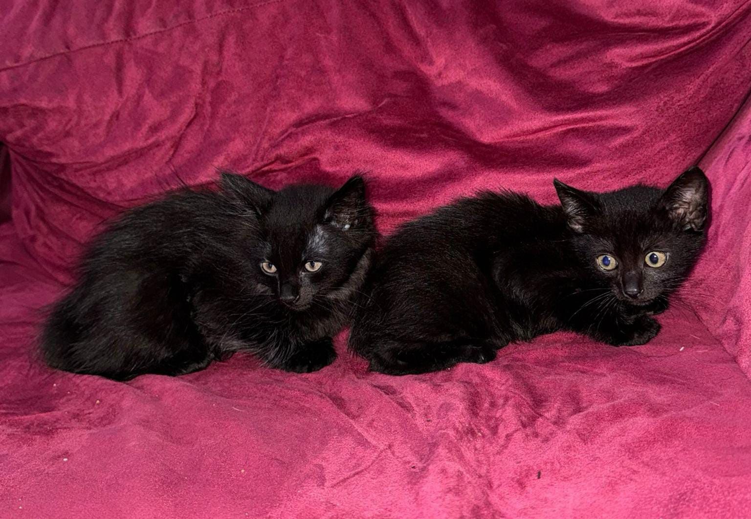 Gatinhos  bebes para doar