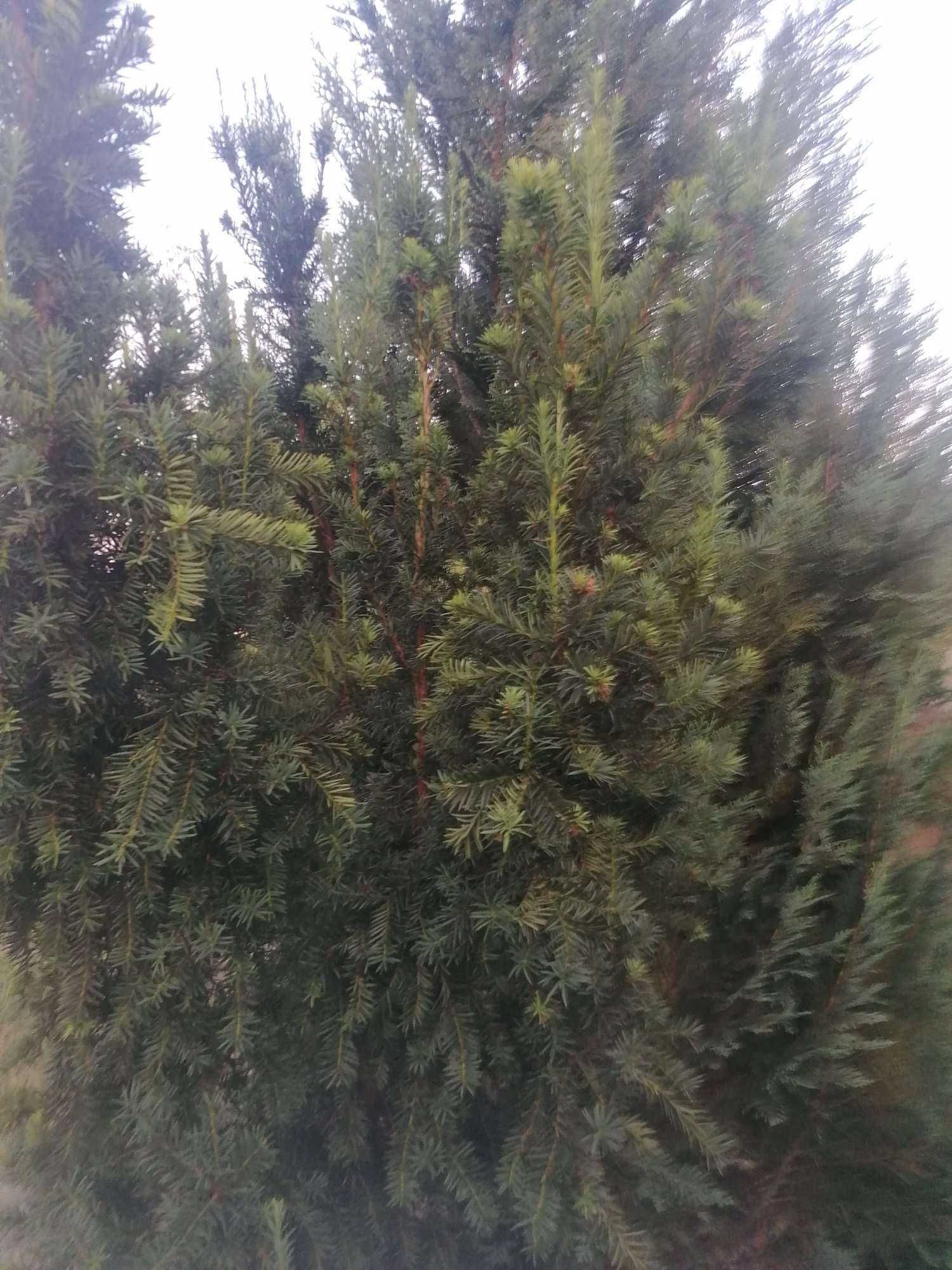3 cyprysy wysokie