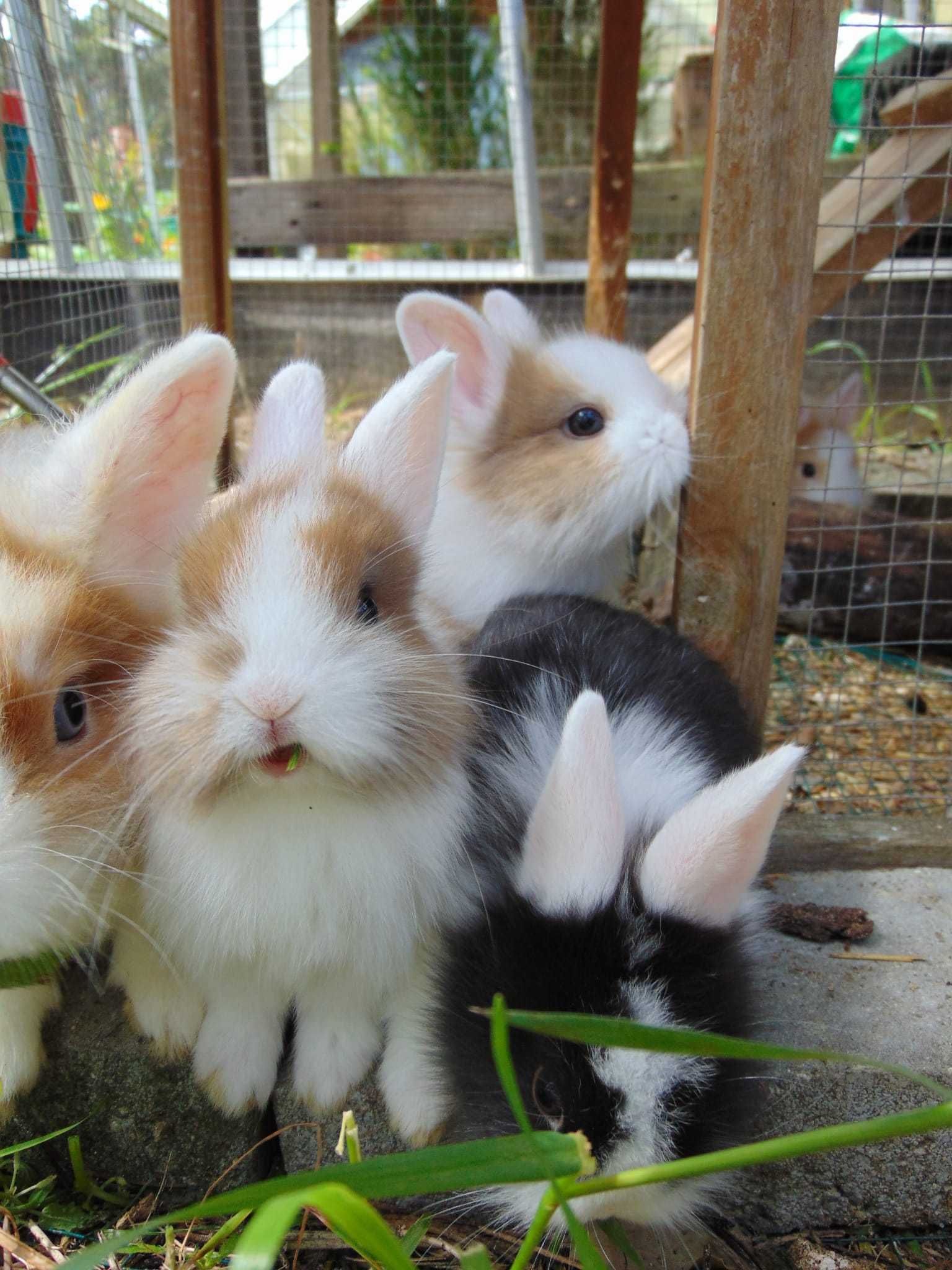 Coelhos anões pequenos 2m