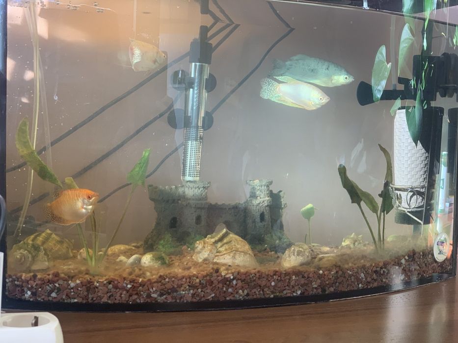 Продається акваріум