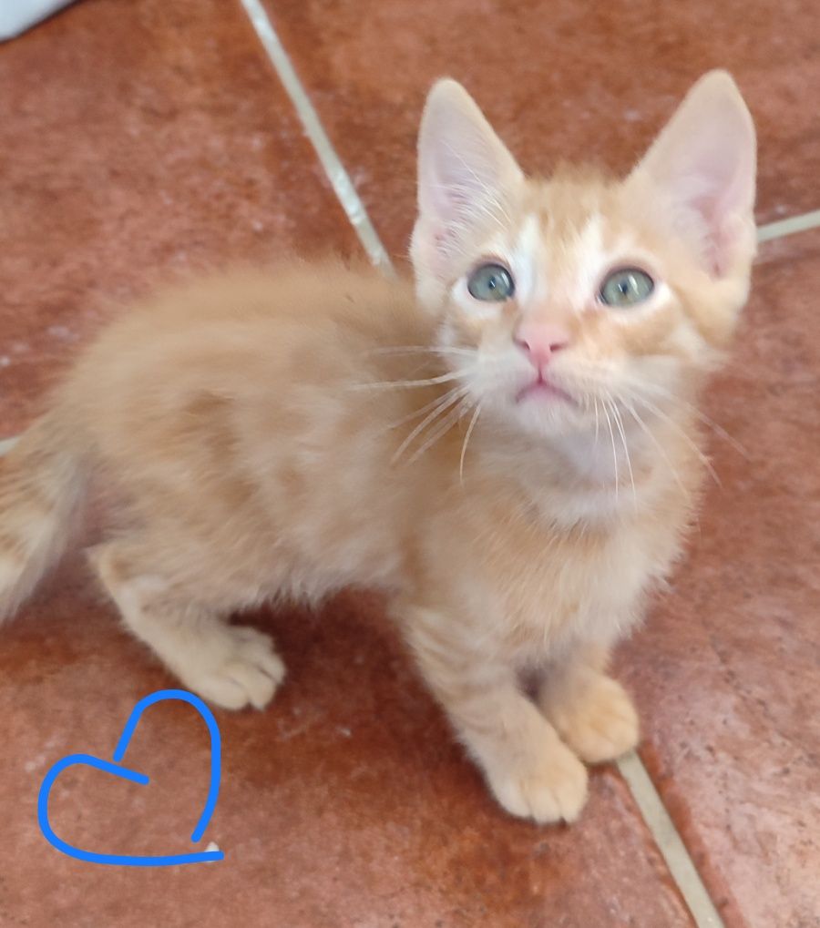 Gatinhos para adoção