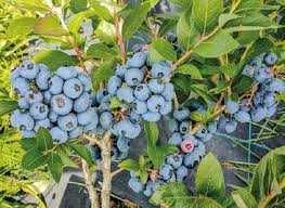 Діючий бізнес - сади яблунь, груш, лохини