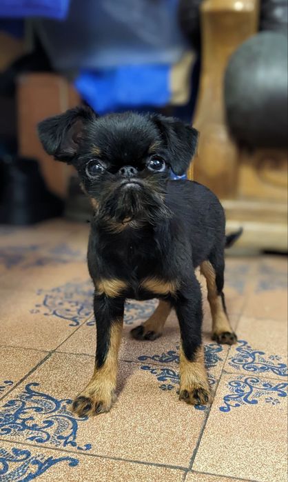 Хлопчик бельгійський грифон