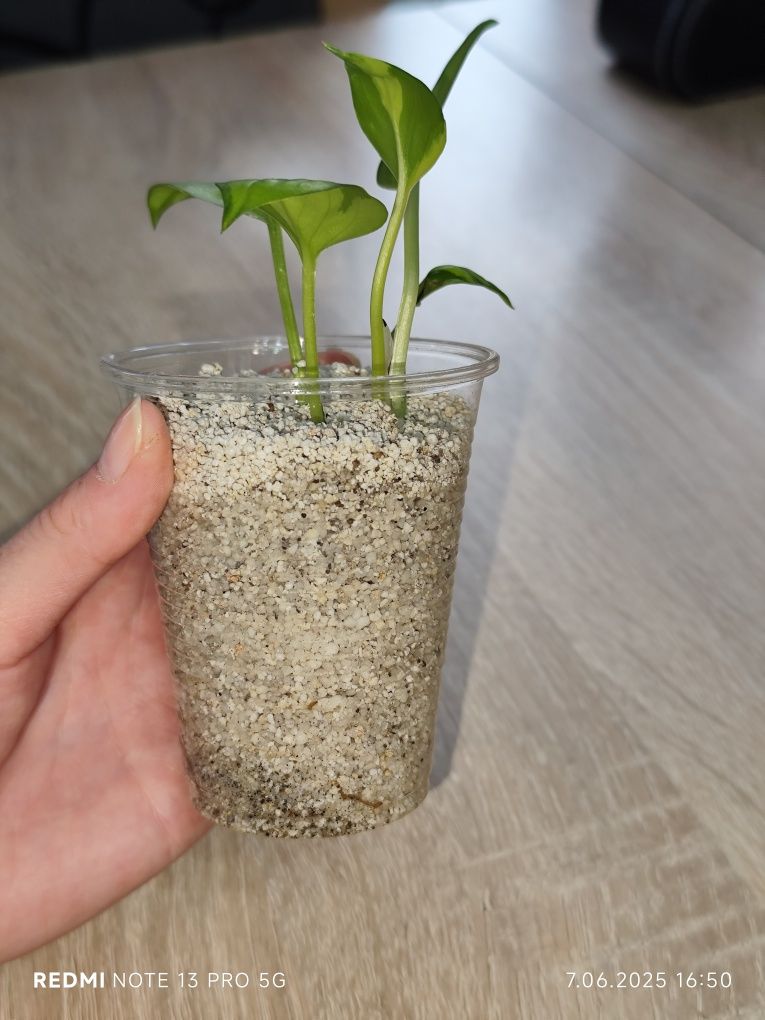 Epipremnum kiwi Kalisz