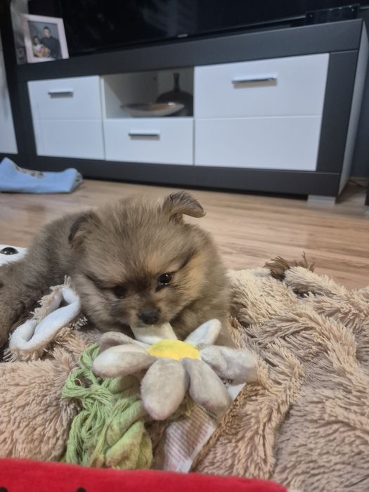 Szpic miniaturowy - suczka - odbior grudzień