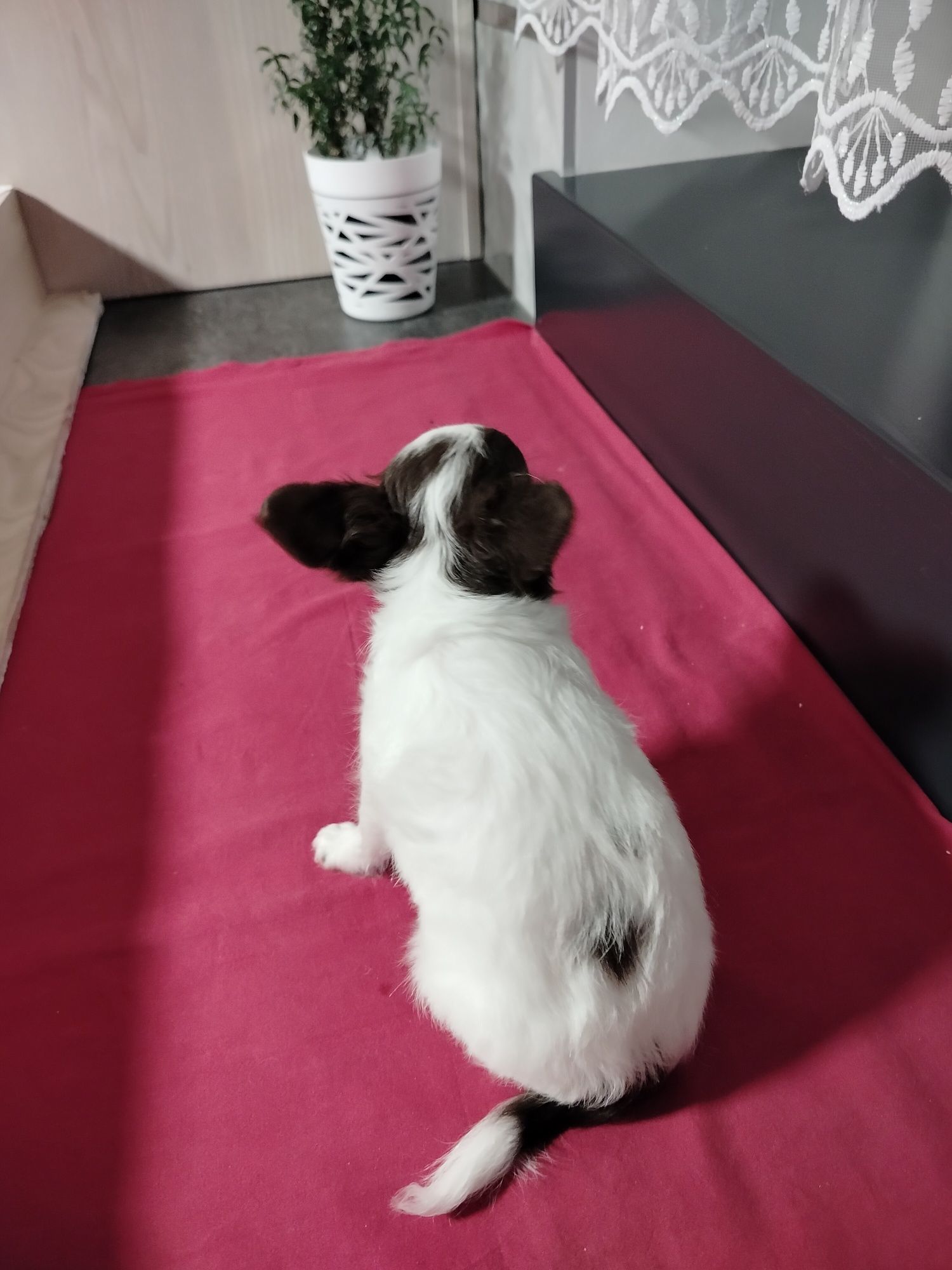Chihuahua piesek