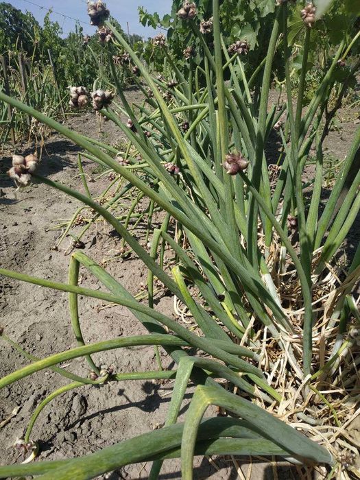 Лук многоярусный