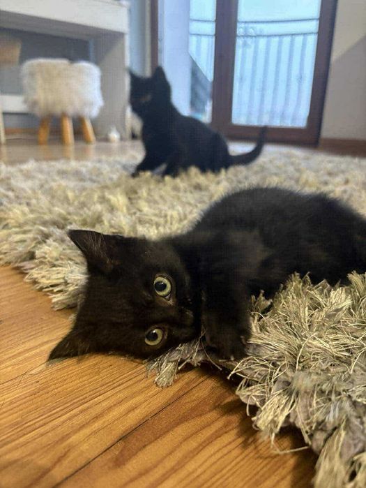 Mrucząca Felicja Czeka