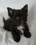 piesek chocolate yorkshire terrier