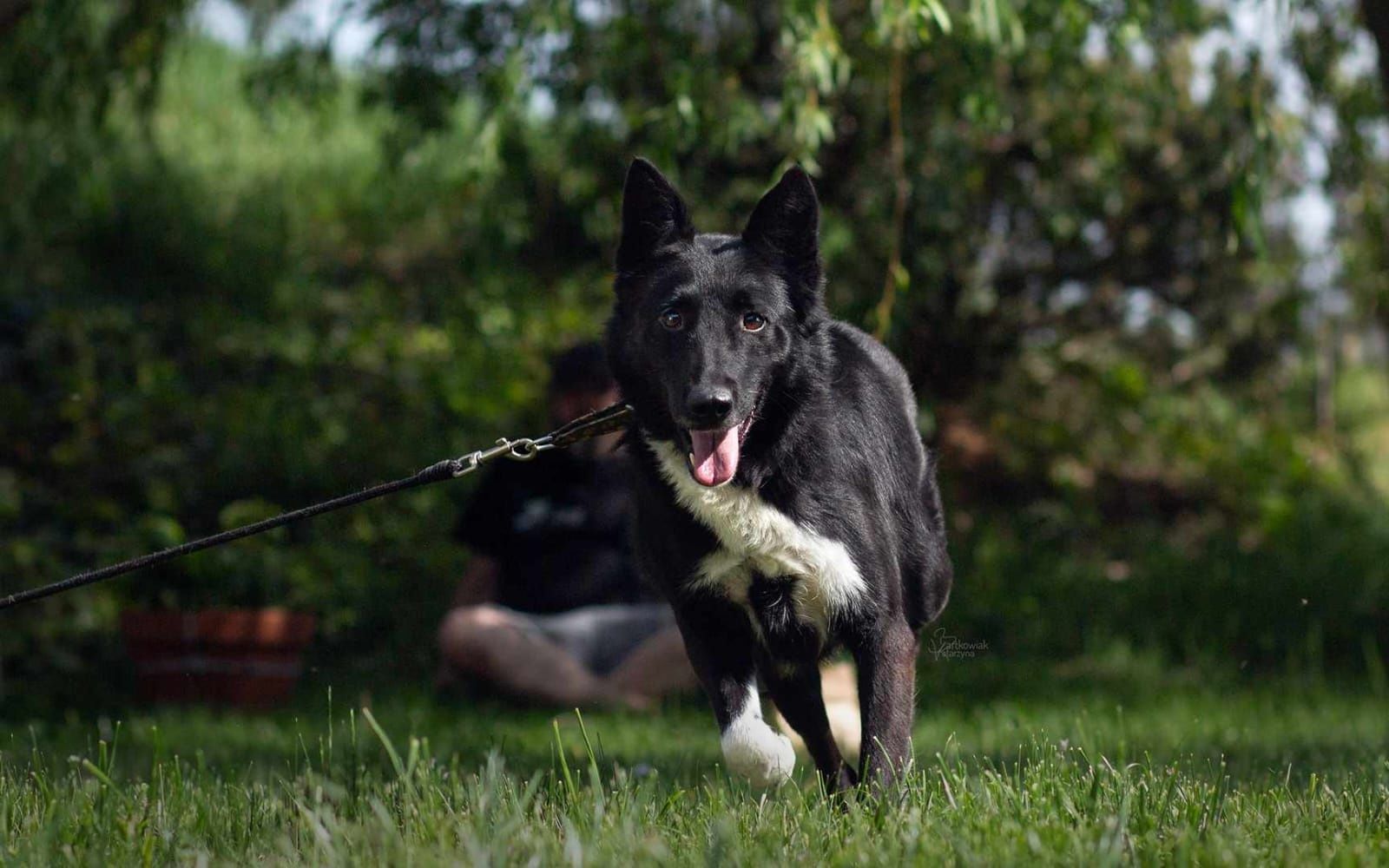 Domino 4 lata mix border collie