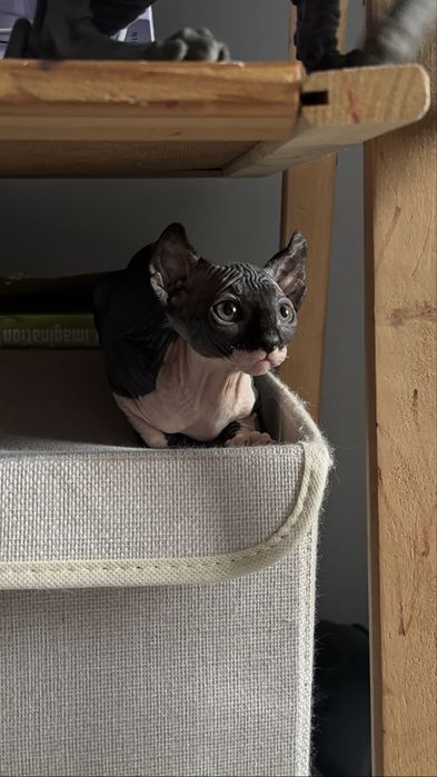 дівчинка ельф шукає родину