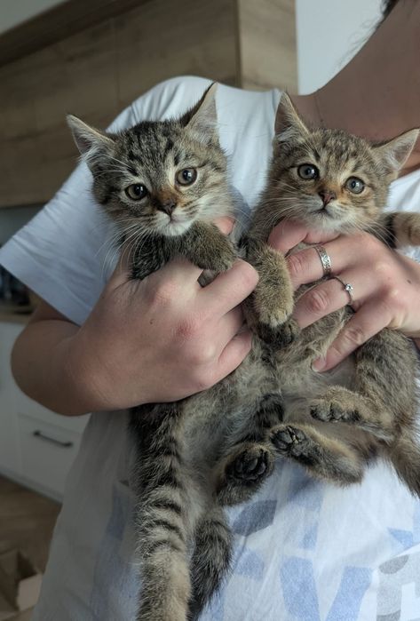 Kotki szukają domu. Pilne