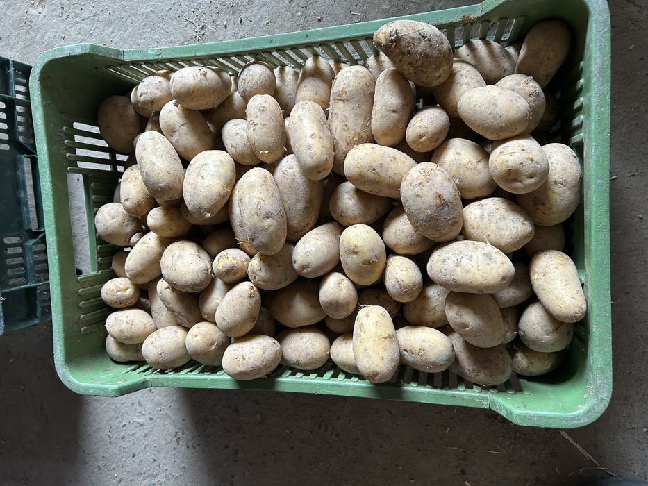 Ziemniaki jadalne i paszowe