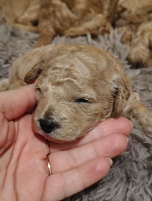 Pudel miniaturowy na granicy toy apricot - rezerwacja