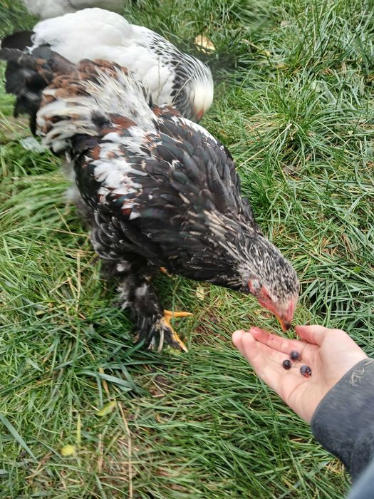 Koguty mix brahma i barnevelder