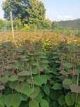 Plantas Kiwi para instalação de pomares